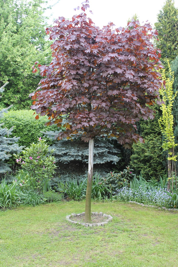 NASZ OGRODOWY SKARB W UPALNE DNI