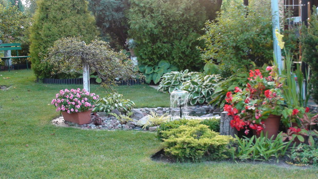 Oczko i jego otoczenie z ukochanymi begoniami i niecierpkami