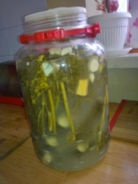 ogóreczki z działeczki :) 