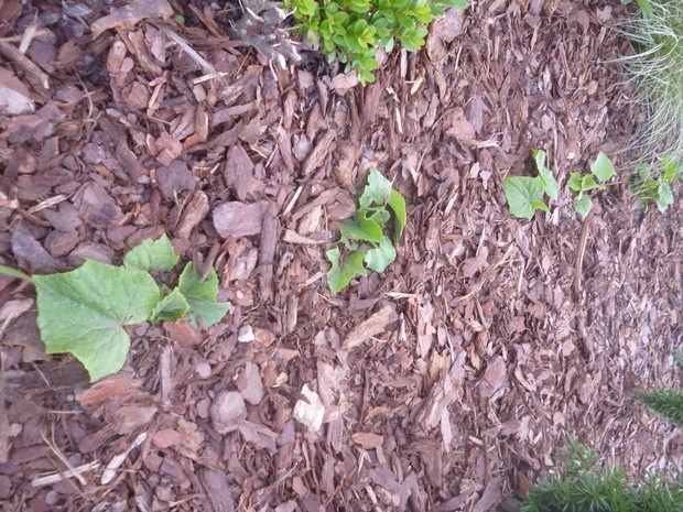 Ogórki na rabacie wysypanej korą:)