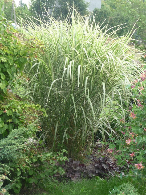 Okazały miskant w towarzystwie żurawek 