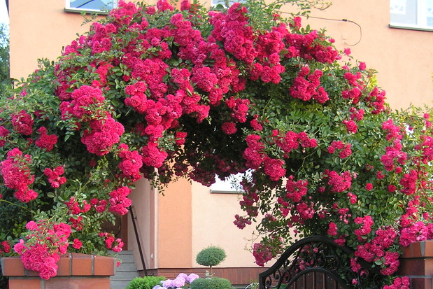 Otwieram furtkę i zapraszam do naszego ogrodu...