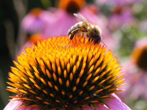 owady w naszym ogrodzie 