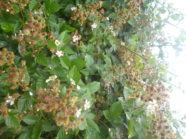 Owoce jeżyny bezkolcowej