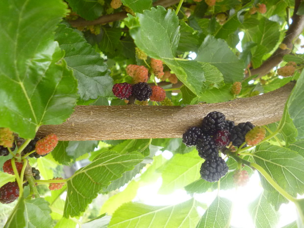 Owoce morwy czarnej odm. Morus Alba Pendula (forma szczepiona, płacząca)