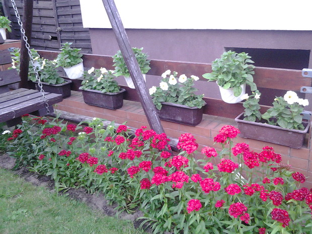 pachnące goździki brodacze 