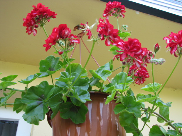 pelargonie,jak co roku ozdabiaja altanę