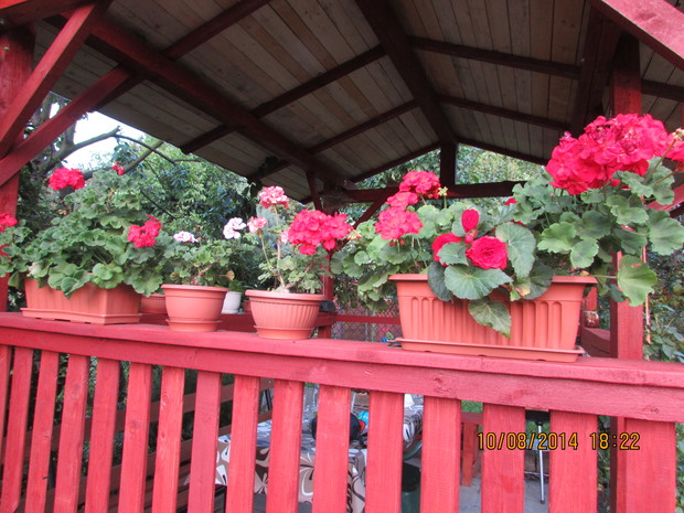 Pelargonie ..