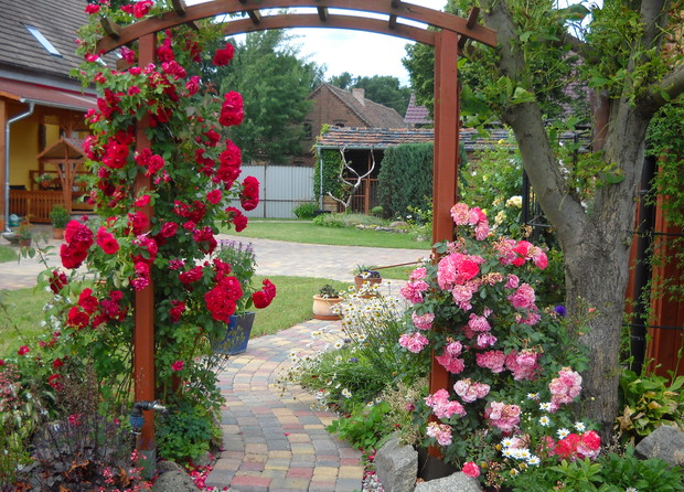 Pergola z różami.