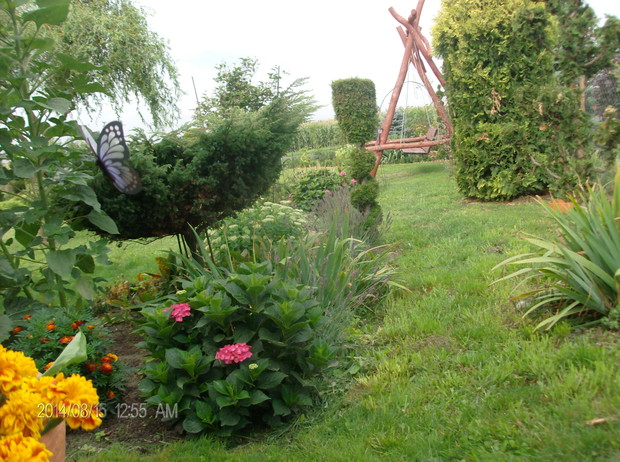 POCZATEK KWITNIENIA HORTENSJI