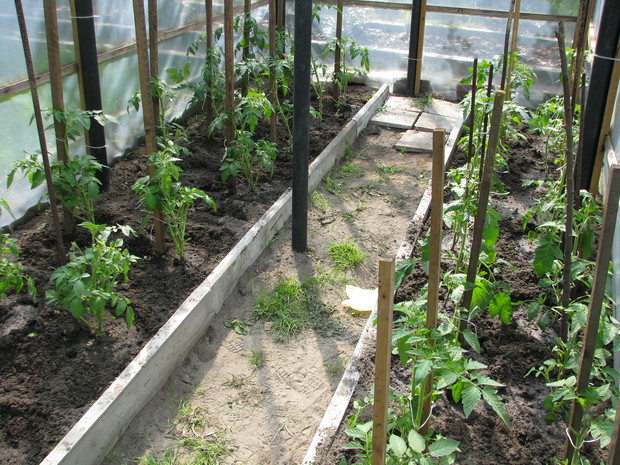 początki w szklarni : ) To zajęcie męża ,jego własnoręcznei wychodowane pomidory,co roku są piękniejsze i zbiory obfitsze :) 