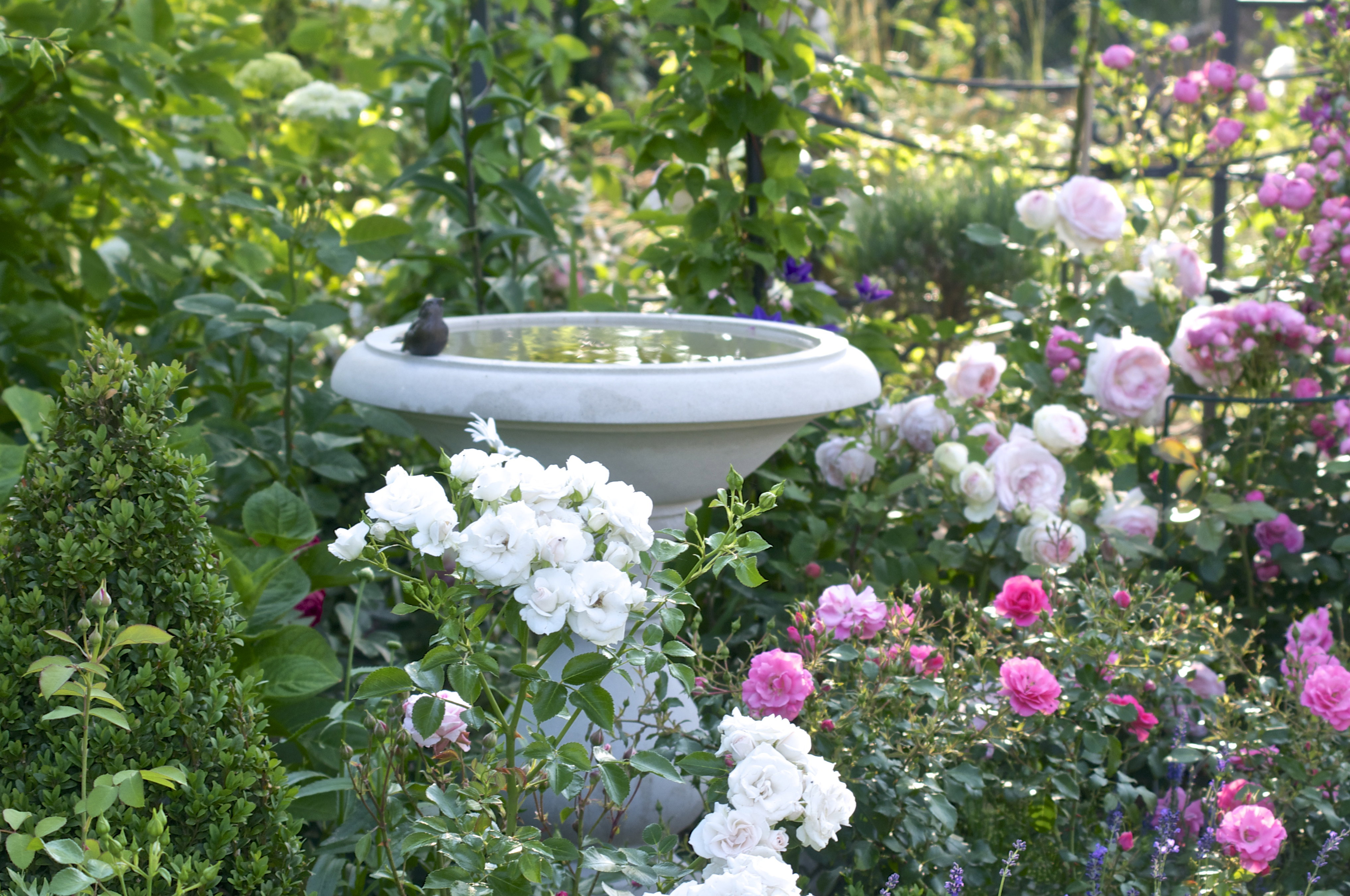 Poidełko z niedużą fontanną wprowadza miły szelest wody i gasi pragnienie ptaków