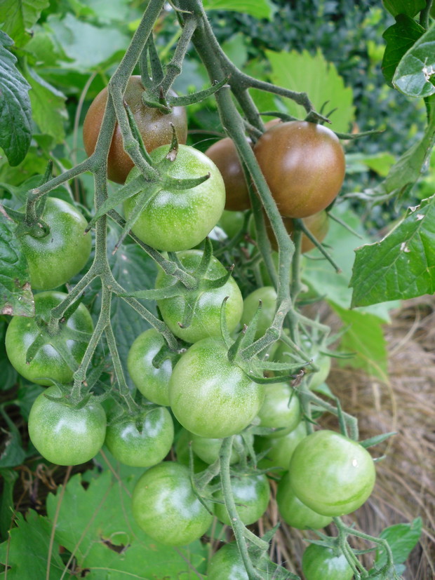 Pomidorki koktajlowe