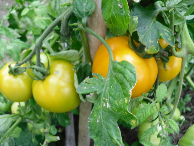 Pomidory o żółtych owocach