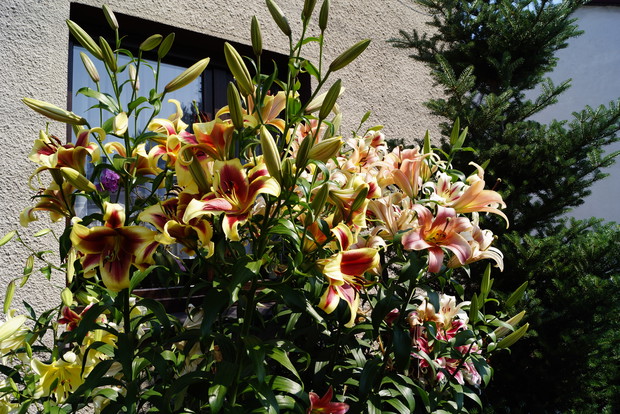 Ponad dwumetrowe lilie.