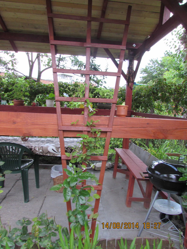 Powojnik  przy altanie..