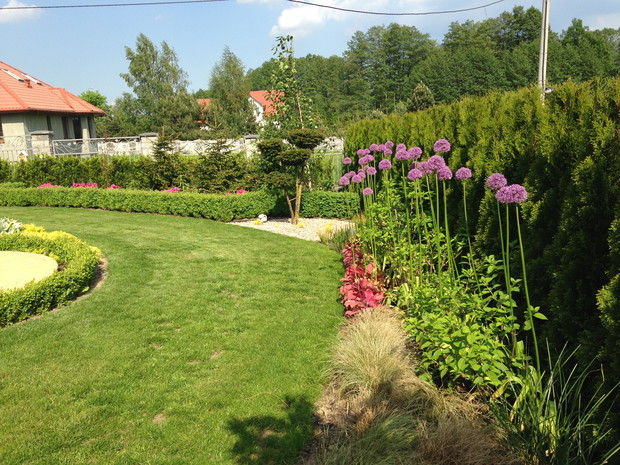 późną wiosną w hortensjach kwitną ozdobne czosnki