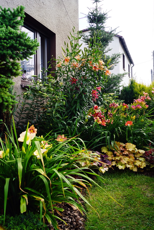 Przedogródek z liliami i liliowcami.