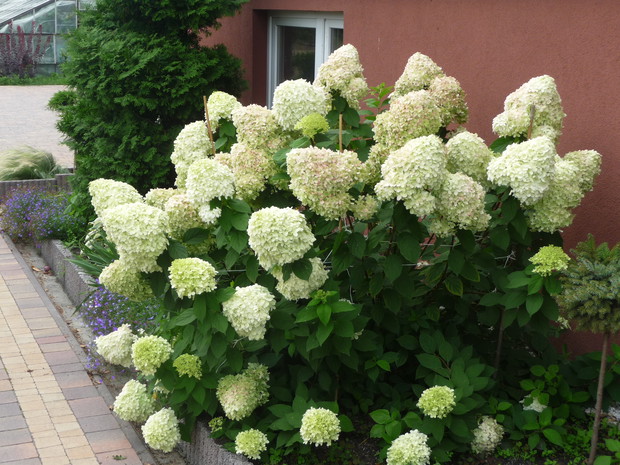 Przepiękna hortensja 