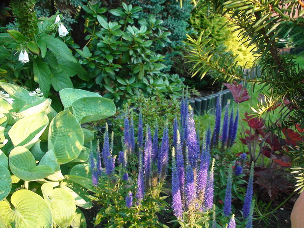 Przetacznik w doborowym towarzystwie.