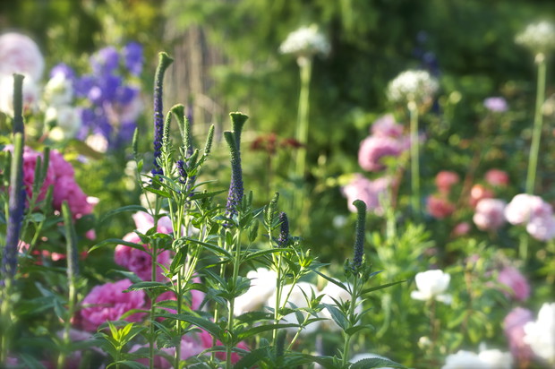 Przetaczniki 'Christa' - 'syrenie ogonki' górują nad czerwcową rabatą bylinową.