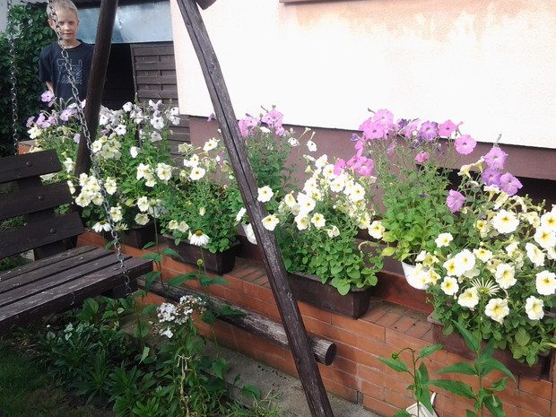 przy huśtawce petunie które wyhodowałam sama z nasion 
