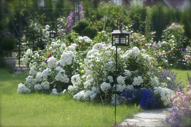 Przy ścieżce posadziliśmy okrywowe róże - tutaj bardzo zdrowa i obficie kwitnąca odmiana 'Aspirin Rose'