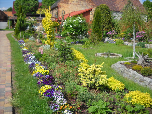 Rabata  z bratkami i tawułkami.