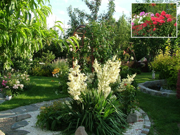 Rabata z jukkami i pergolą zapraszającą do tylnej części ogrodu, gdzie znajduje się oczko wodne, grillo wędzarnia, drzewka owocowe, plac zabaw dla dzieci a za nim warzywnik. Przy pergoli po jednej stronie róża pnąca Aloha po drugiej stronie róża Penny Lan