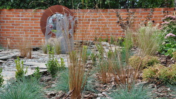 Rdzawy odcień turzycy Buchanana