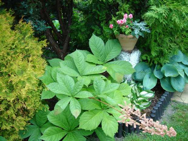 Rodgersja lubi miejsca zacienione.