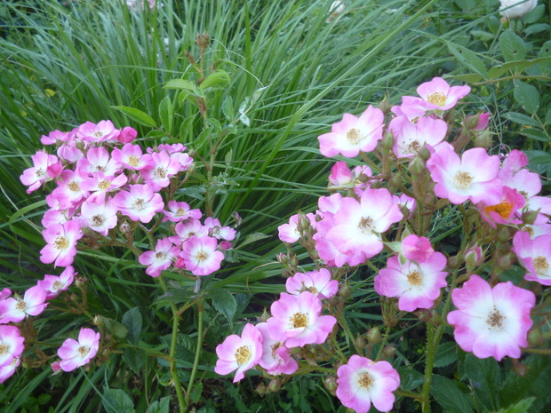 Róża Mozart, w tle rozplenica japońska.