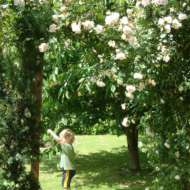 Róża New Dawn zdobi wejście do sadu.