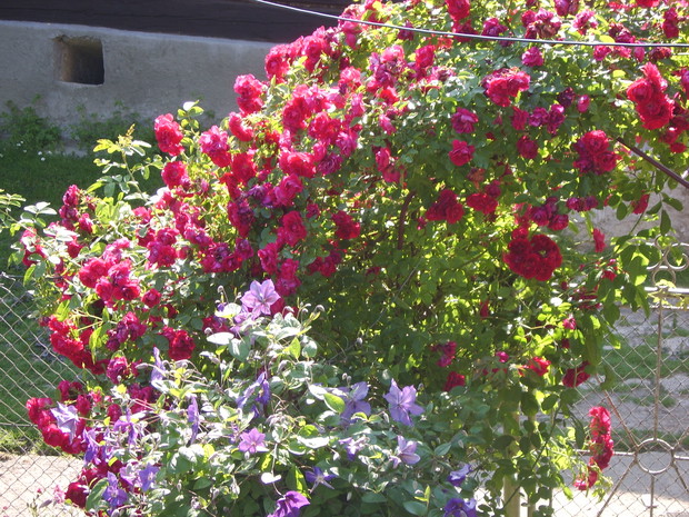 Róża tak pięknie kwitnie od 13 lat.