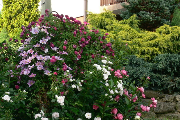 Różana rabata przy ogrodowej ścieżce