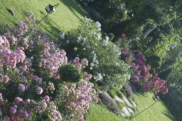 Różana ścieżka do altany