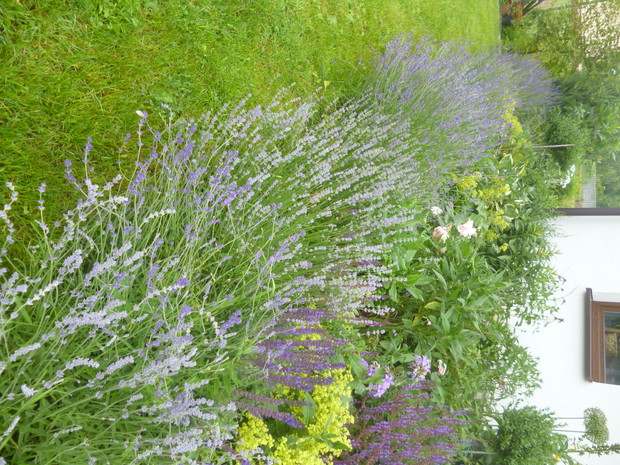 Różano-bylinowa rabata w lawendowej obwódce