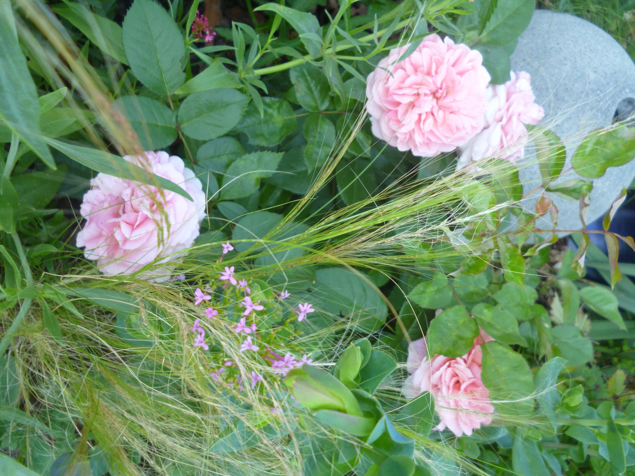 Róże i stipa pony tails.