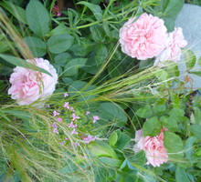 Róże i stipa pony tails.