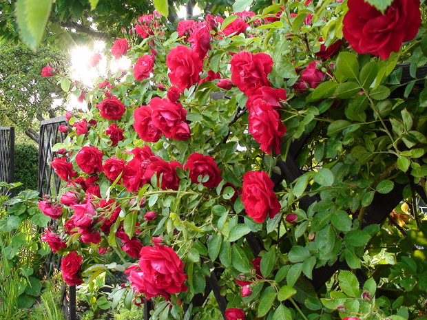 Róze........moja nowa miłość.