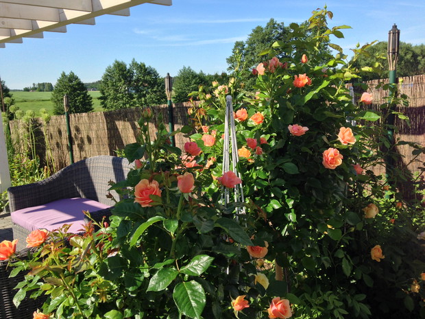 róże na pniu z roku na rok są coraz piękniejsze pomimo bardzo ostrego podlaskiego klimatu. każdej zimy są specjalnie przyginane do ziemi i kopczykowane.