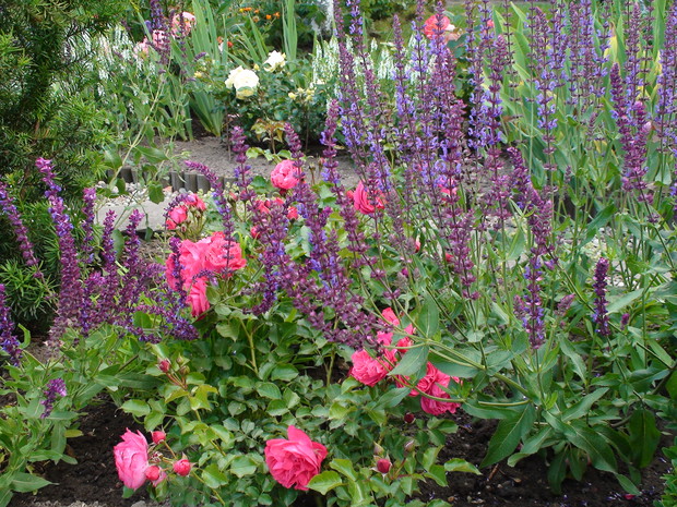 Róże w towarzystwie szałwii omszonej.