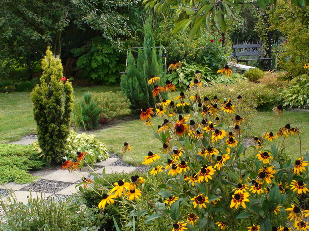Rudbekia owłosiona wprowadza sielski nastrój.