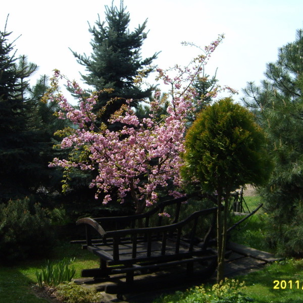 SANIE ZDOBIONE WISNIA