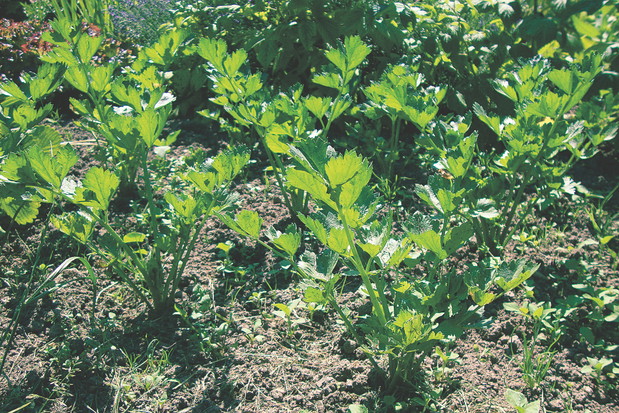 Seler korzeniowy sadzę w rozstawie 30x40 cm, a naciowy – 30x60 cm. Takie odległości gwarantują udane zbiory.