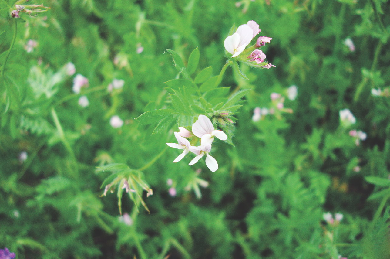 Seradela wspaniale użyźnia glebę. Jest także doskonałą rośliną pastewną dla zwierząt gospodarczych.