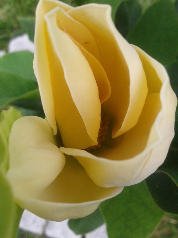 Sierpniowe kwitnienie żółtego ptaka :)