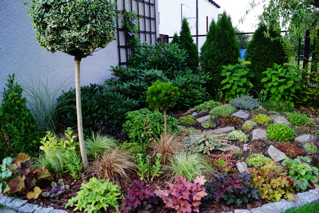 Skalniak i rozchodniki w trawkach.