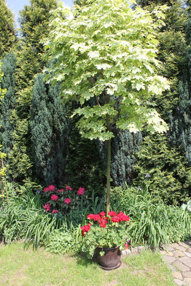 SKARB W NASZYM OGRODZEI NR 1