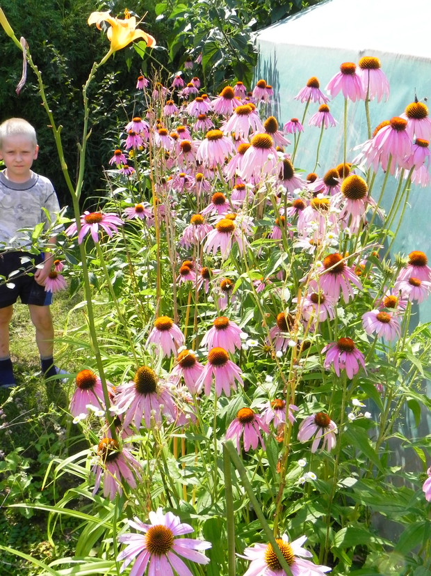 syn  Maciej i jeżówki przy namiocie foliowym 